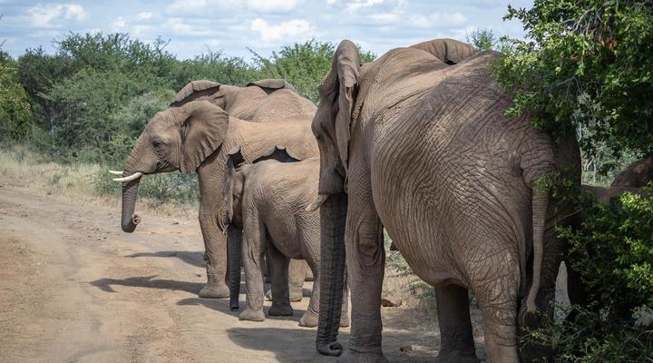 Lush Private Game Lodge