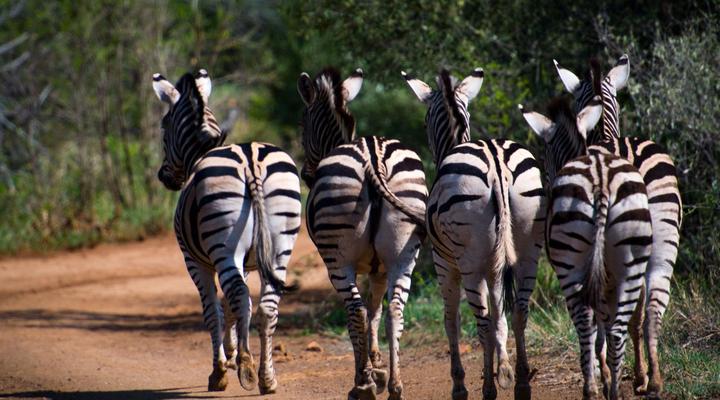 Lush Private Game Lodge