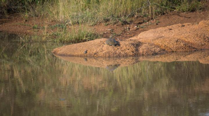 Lush Private Game Lodge