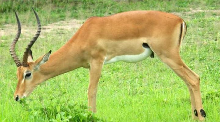 Mokuru Private Nature Reserve