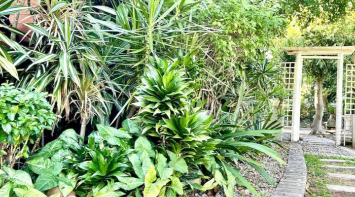 Loerieroep at Nelspruit