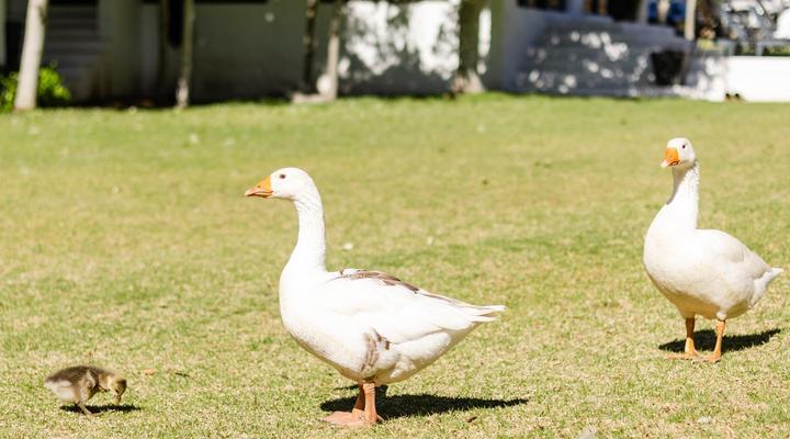Mont d’Or Monte Bello Estate