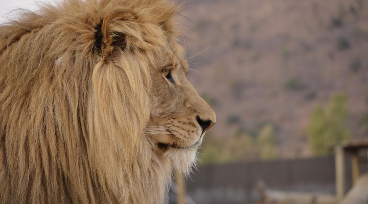 Loebies Guestfarm & Predator Park