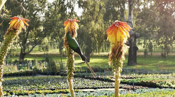 Alimandi Nursery Cottage