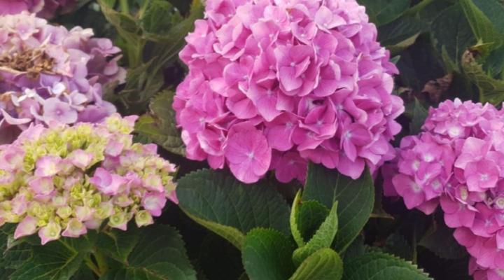 The Planes Guest House