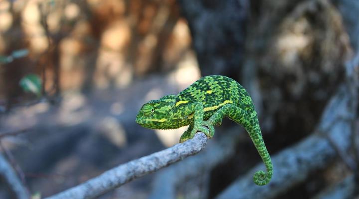 Thaba Khaya Lodge, Sable Ranch