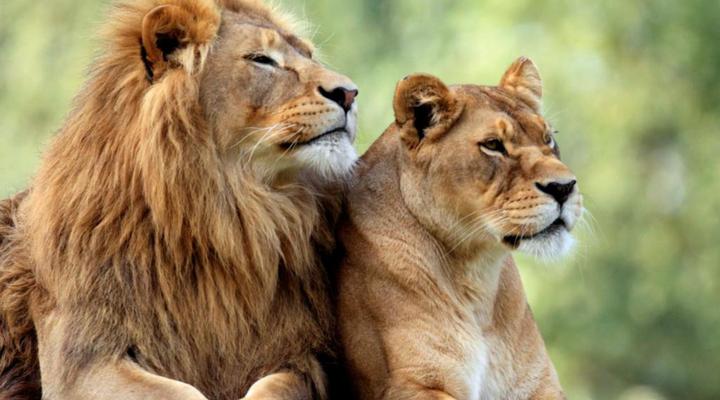 Baluleni Safari Lodge