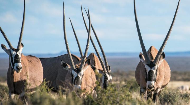 Mattanu Private Game Reserve