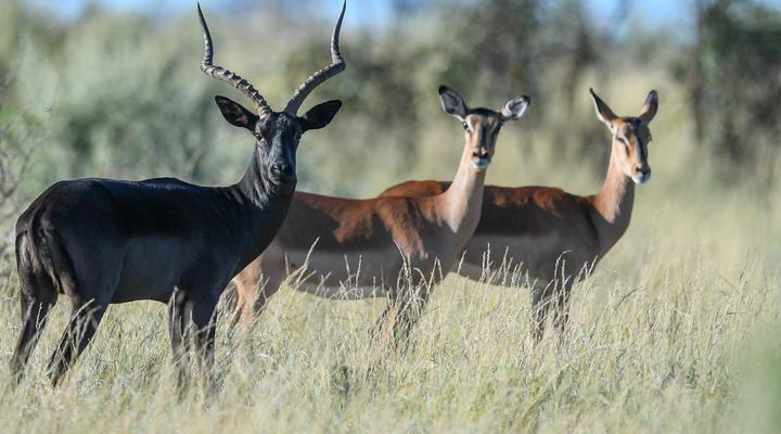 Mattanu Private Game Reserve