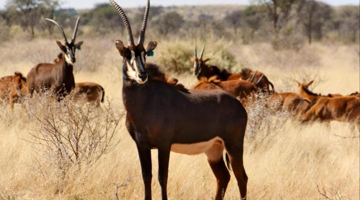 Mattanu Private Game Reserve