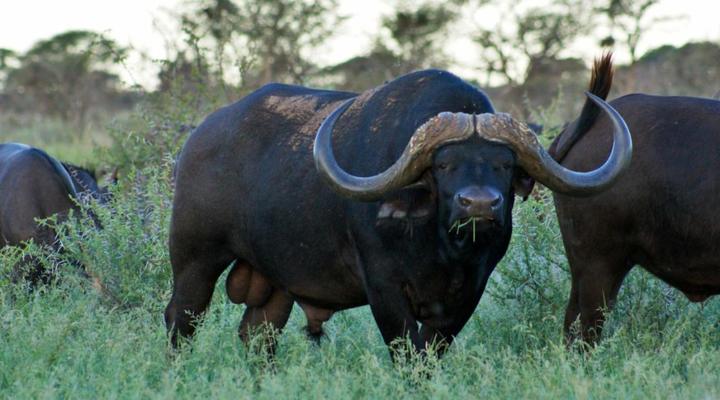 Mattanu Private Game Reserve