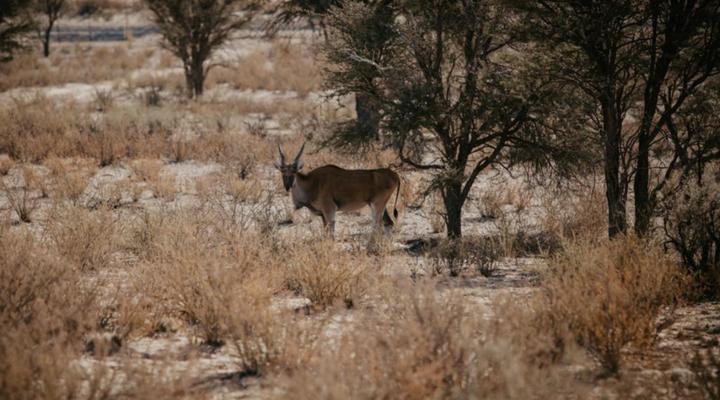 Dreghorn Kalahari Game Farm