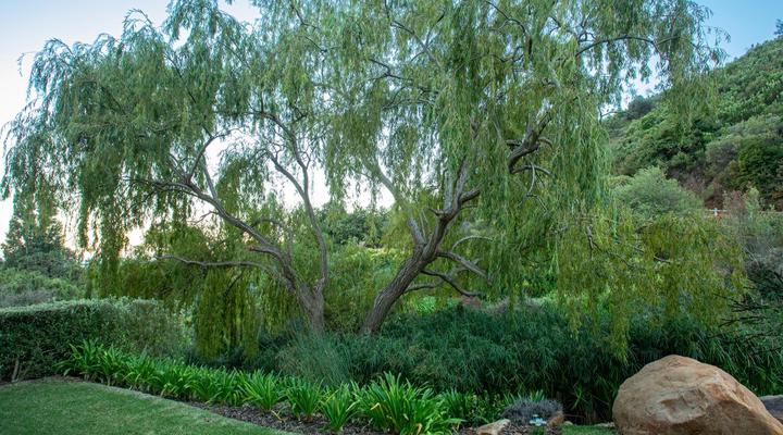 Taaibosch Collection