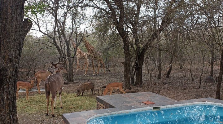 Ingwe Kruger Retreat