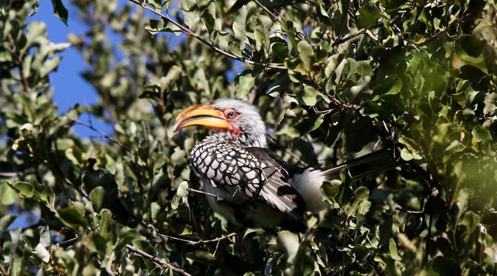 Eden Safari Country House, Waterhole