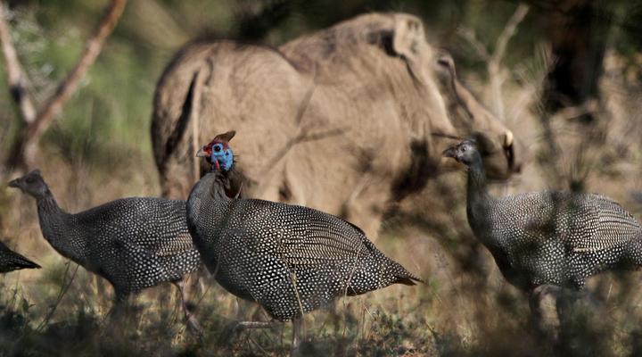 Eden Safari Country House, Waterhole