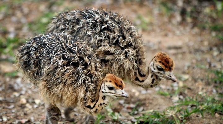 Eden Safari Country House, Waterhole