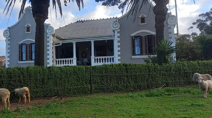 Olive Tree Guesthouse