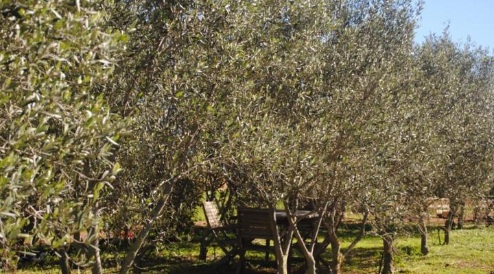Olive Tree Guesthouse