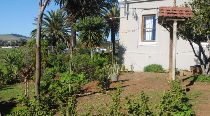 Olive Tree Guesthouse