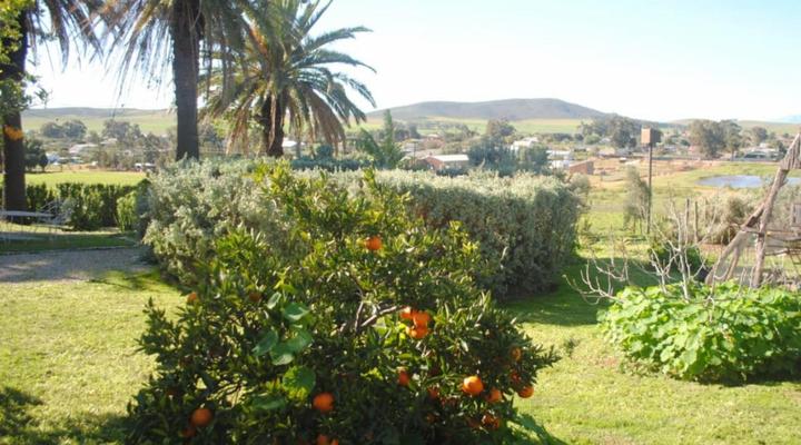 Olive Tree Guesthouse