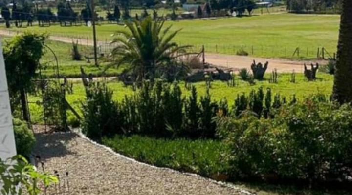 Olive Tree Guesthouse