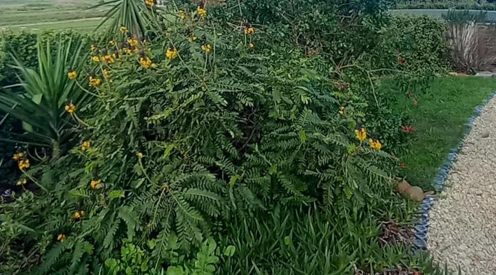 Olive Tree Guesthouse