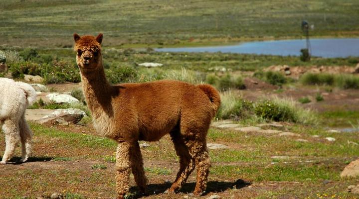 Blesfontein Guest Farm