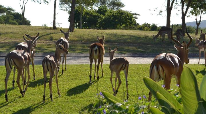 Kruger Park Lodge - Golf Safari SA