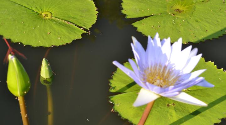 Kruger Park Lodge - Golf Safari SA