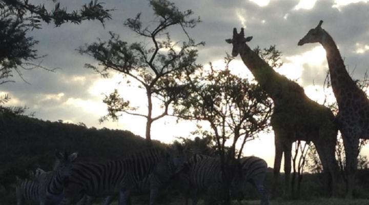 Khululeka Safaris Lodge