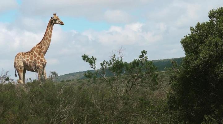 Umbono Private Game Lodge