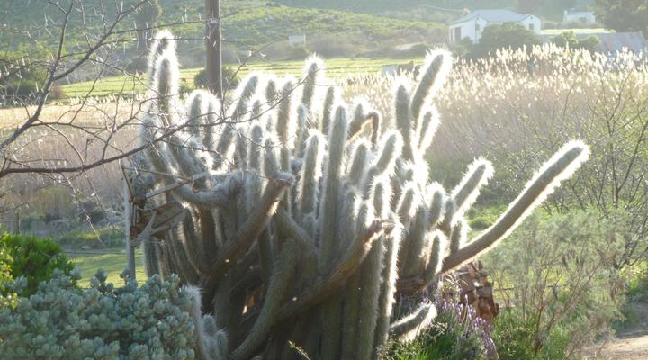 Ladismith Country House: Spiritual Retreat & Guesthouse