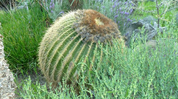 Ladismith Country House: Spiritual Retreat & Guesthouse