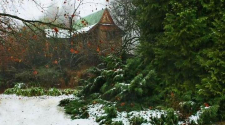 Sycamore Avenue Treehouses
