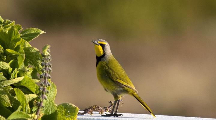 Doornbosch Game Lodge and Guest Houses
