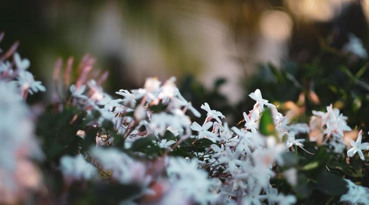 Europa Bed and Breakfast