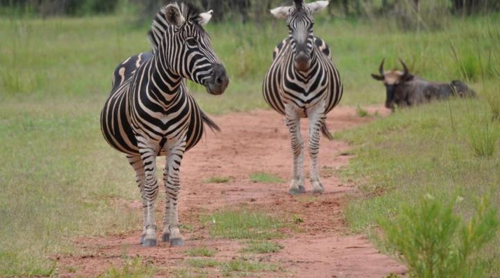 Matalatala Wildlife Reserve