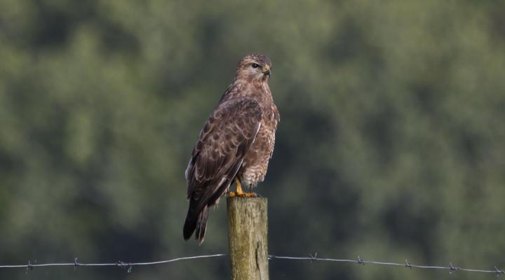 Horseshoe Game Reserve
