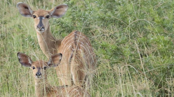 Horseshoe Game Reserve
