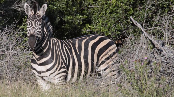 Horseshoe Game Reserve