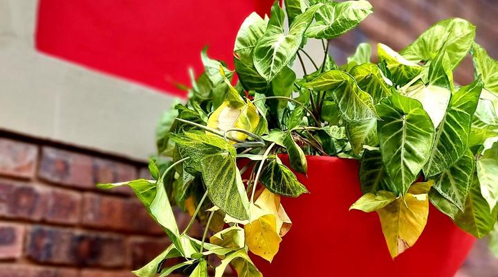 La Lucia Guest House