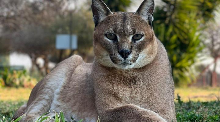 Sundowners Game Lodge