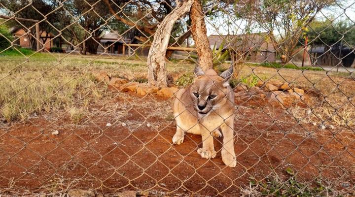 Sundowners Game Lodge