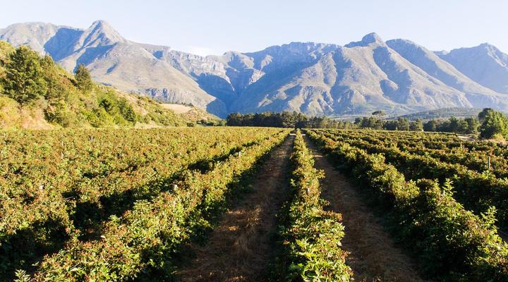 Wildebraam Berry Estate