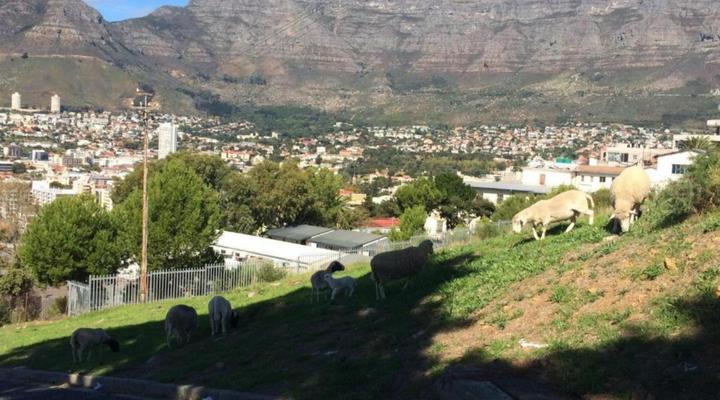 Upperbloem Guesthouse and Apartments in Bo-kaap
