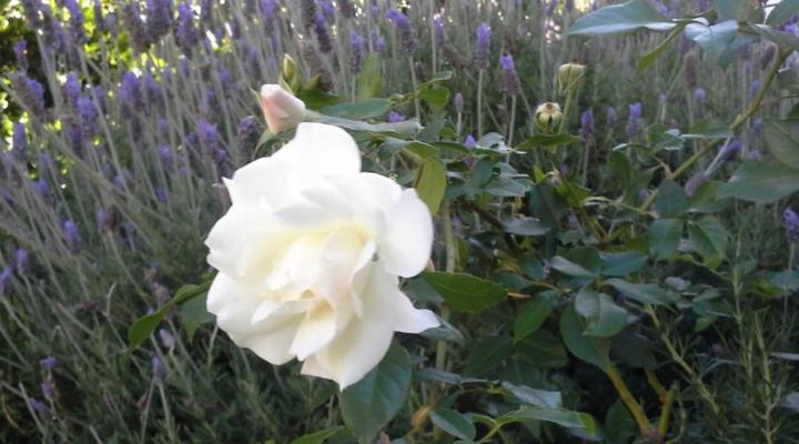 Upperbloem Guesthouse and Apartments in Bo-kaap