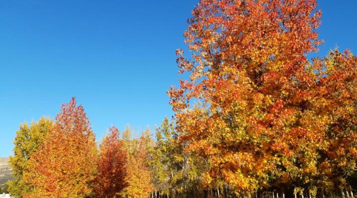 Rhodene Farm Cottages