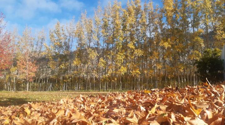 Rhodene Farm Cottages