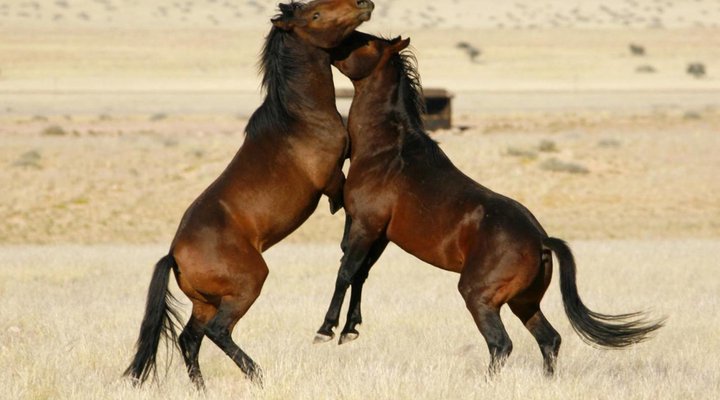 Klein-Aus Vista: Desert Horse Inn